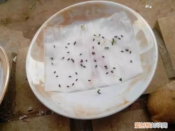 怎么用纸巾做小花朵，学会这11种园艺技巧，一张纸巾都能变成养花利器