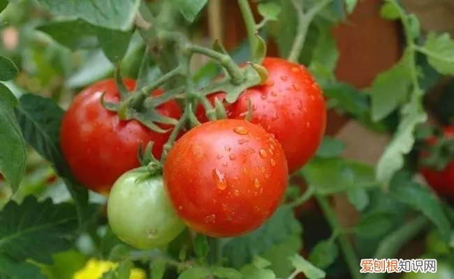 怎么用纸巾做小花朵，学会这11种园艺技巧，一张纸巾都能变成养花利器