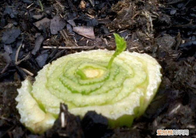 怎么用纸巾做小花朵，学会这11种园艺技巧，一张纸巾都能变成养花利器