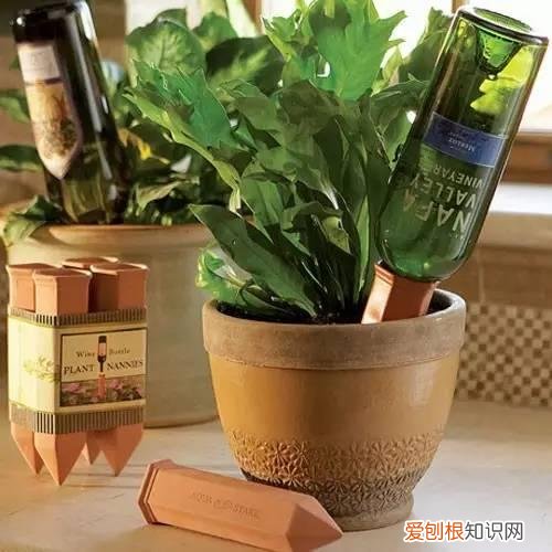 怎么用纸巾做小花朵，学会这11种园艺技巧，一张纸巾都能变成养花利器