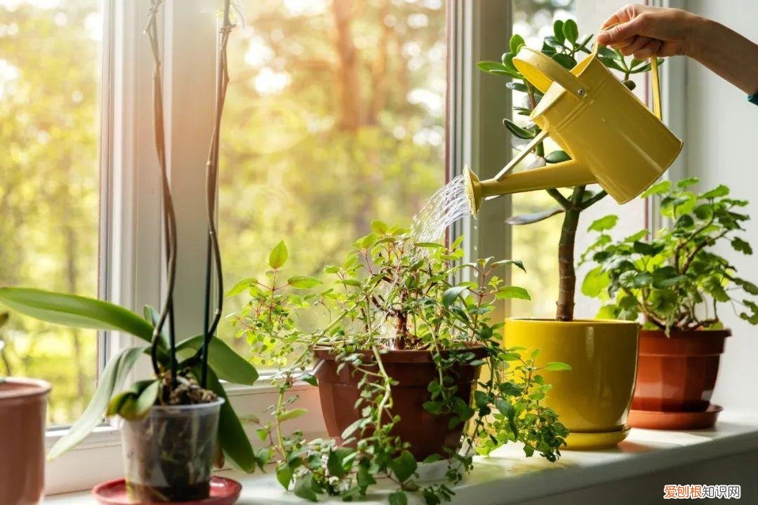 给植物浇水的最好方式，如何正确给室内植物浇水？掌握11个浇水技巧，你也能变成园艺高手