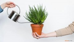 给植物浇水的最好方式，如何正确给室内植物浇水？掌握11个浇水技巧，你也能变成园艺高手