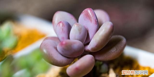 多肉植物黑霉病怎么防治 多肉植物黑霉病怎么防治图片