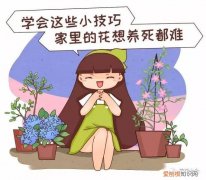 养花的技巧如何能养好花，学会这20个小技巧，家里的花想养死都难！