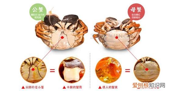 肚子圆的螃蟹是公的还是母的，圆肚为母，尖肚为公，帮你分清螃蟹的雌雄体