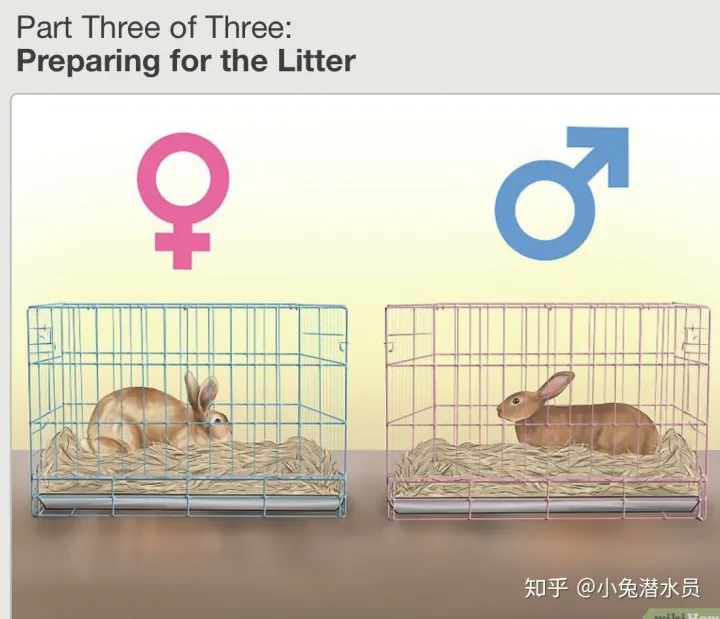 兔子怎么判断是否怀孕，如何判断你的兔兔怀孕了