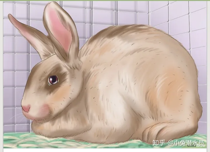 兔子怎么判断是否怀孕，如何判断你的兔兔怀孕了