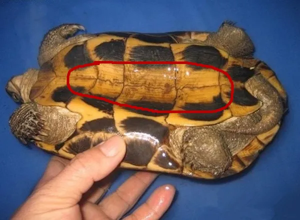 乌龟怎么分辨是公是母图片，乌龟怎么判断公母？