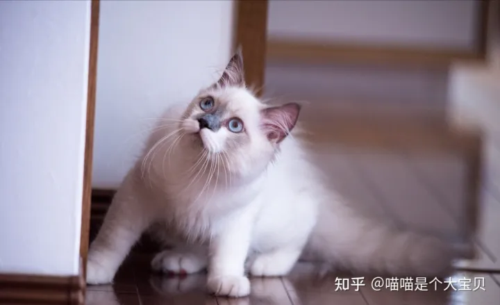 像田园猫的品种猫，宠物猫和田园猫的差别，一个备受欢迎，一个嗤之以鼻