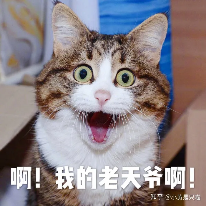 土猫的区别，“土猫”和“宠物猫”有什么区别？养了就知道，差别很大