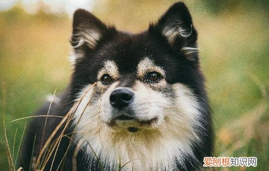 幼犬吃草是什么原因引起的 幼犬吃草是什么原因