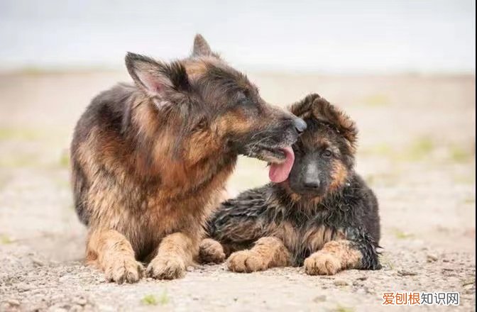 狗舔主人的嘴什么意思 狗舔主人是表达爱？真相太扎心！