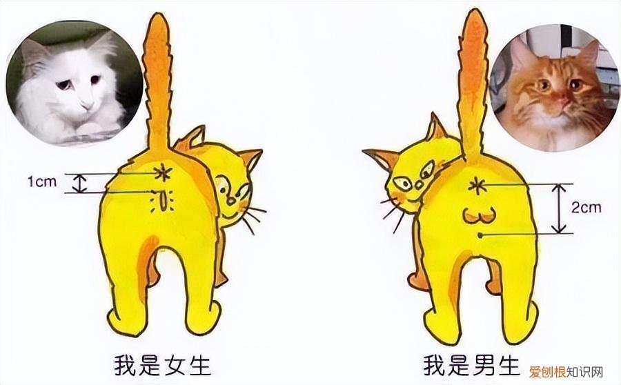 幼猫公母分辨图，公猫跟母猫有什么区别？这6个方面，原来差别这么大