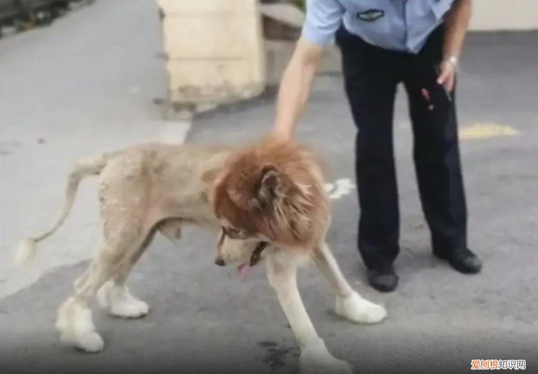 把狗剃成狮子 市民将剃过毛的狗误认为狮子报警，网友调侃：狗子好委屈