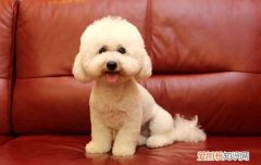 怎么治理泰迪报复心理，教你正确处理狗狗的报复心，泰迪报复心理纠正