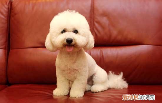 怎么治理泰迪报复心理,教你正确处理狗狗的报复心,泰迪报复心理纠正