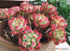 多肉的配土原则，多肉配土记住4句口诀，养护时不但问题少，而且叶片肥状态美