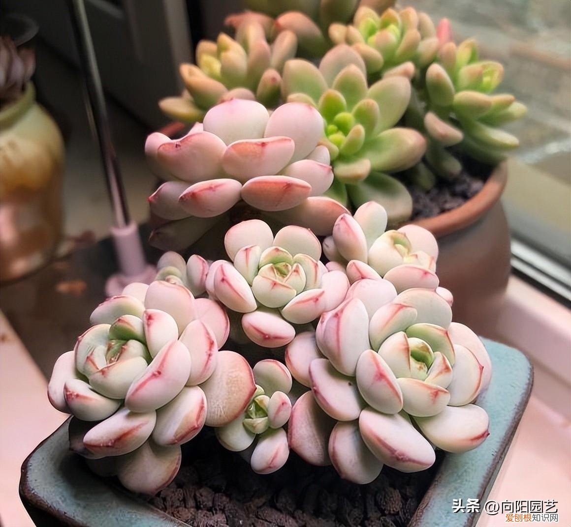 花卉营养土可以种多肉吗，养多肉关键在环境，花土，经验都是次要，能露养才是王道