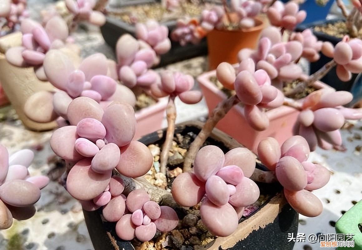 花卉营养土可以种多肉吗，养多肉关键在环境，花土，经验都是次要，能露养才是王道