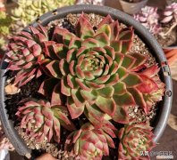 花卉营养土可以种多肉吗，养多肉关键在环境，花土，经验都是次要，能露养才是王道