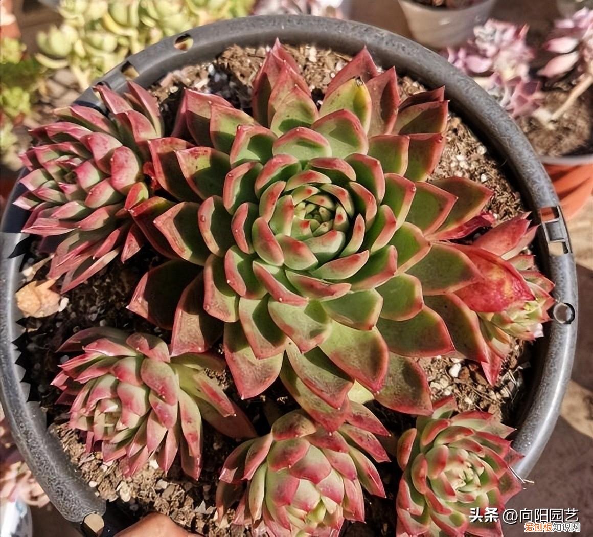 花卉营养土可以种多肉吗，养多肉关键在环境，花土，经验都是次要，能露养才是王道