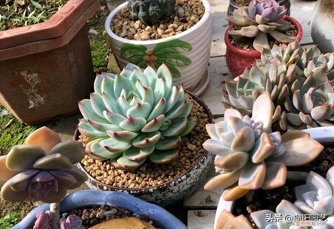 冬天多肉不浇水能活多久,室内养肉肉,冬天要断水休眠,来年春天,生长速度翻倍