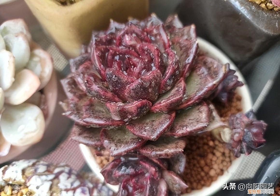 冬天多肉不浇水能活多久,室内养肉肉,冬天要断水休眠,来年春天,生长速度翻倍