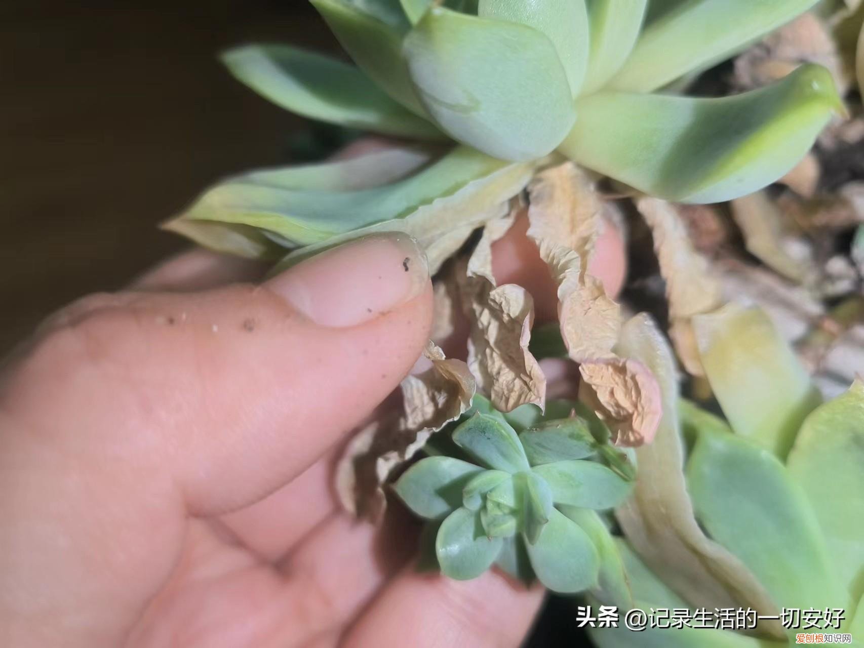 给多肉施肥什么肥好,想要多肉养的“肥美”,这几个功课做好,每一盆都能“貌美如花”