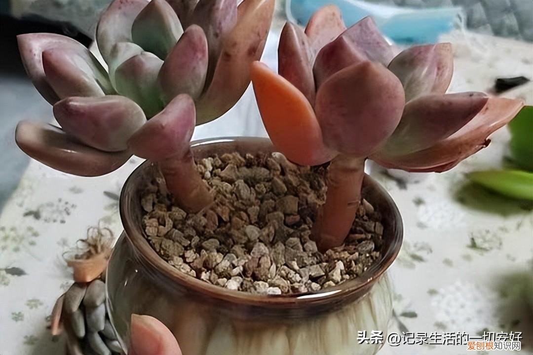 给多肉施肥什么肥好,想要多肉养的“肥美”,这几个功课做好,每一盆都能“貌美如花”