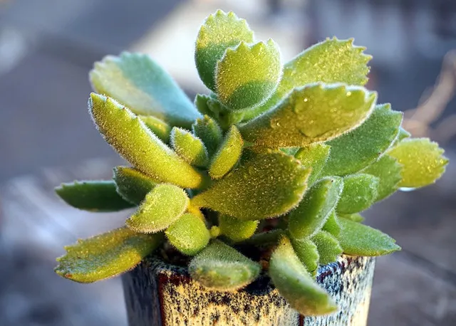 怎样养多肉植物会更漂亮，如何养出萌哒哒的多肉？多肉植物养护五个要点，一个不能少！