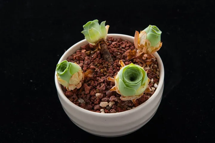 怎样养多肉植物会更漂亮，如何养出萌哒哒的多肉？多肉植物养护五个要点，一个不能少！