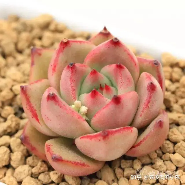 如何养好一盆多肉花，买了一盆多肉，怎么养？