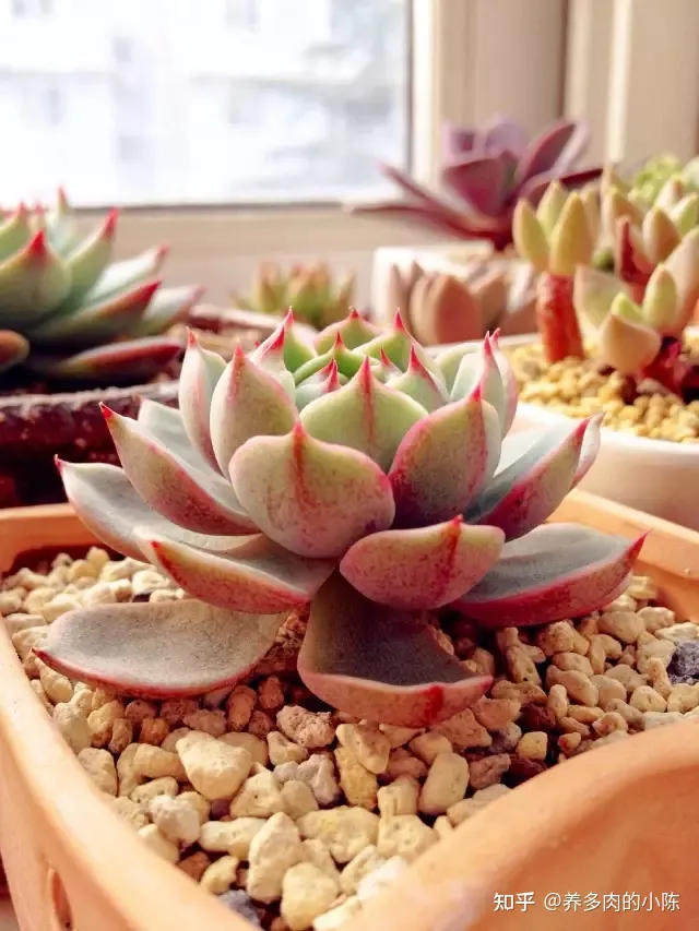 如何养好一盆多肉花，买了一盆多肉，怎么养？