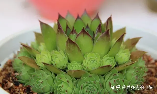 如何养好一盆多肉花，买了一盆多肉，怎么养？