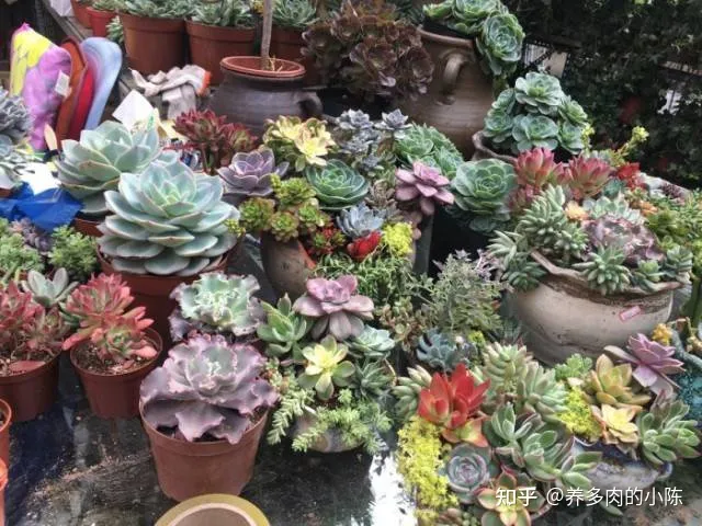 如何养好一盆多肉花，买了一盆多肉，怎么养？