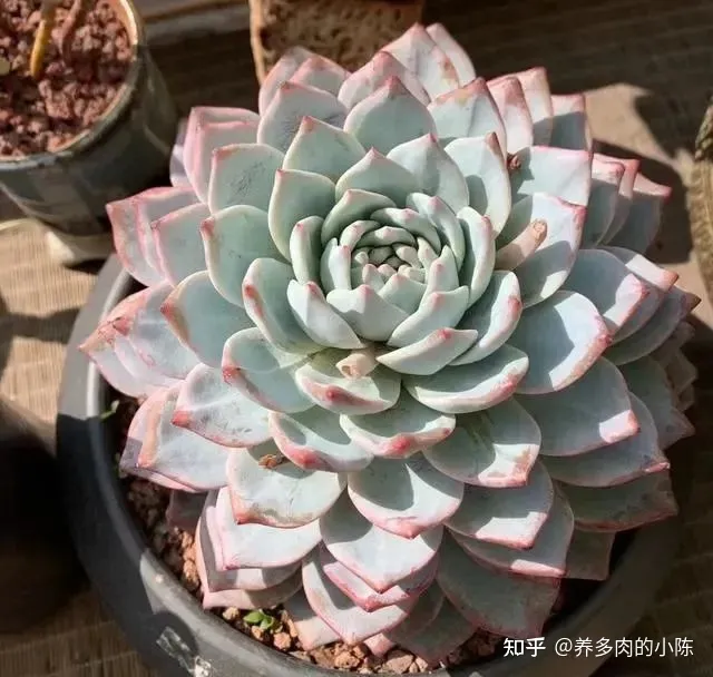 养多肉入门知识，养多肉的18个“步骤”详解，好懂好学，“绿菜”也能完美蜕变