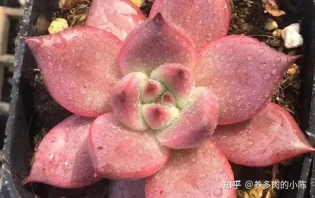 养多肉入门知识，养多肉的18个“步骤”详解，好懂好学，“绿菜”也能完美蜕变