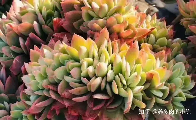 养多肉入门知识，养多肉的18个“步骤”详解，好懂好学，“绿菜”也能完美蜕变