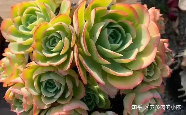 养多肉入门知识，养多肉的18个“步骤”详解，好懂好学，“绿菜”也能完美蜕变