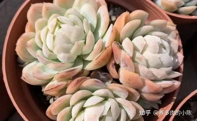 养多肉入门知识，养多肉的18个“步骤”详解，好懂好学，“绿菜”也能完美蜕变