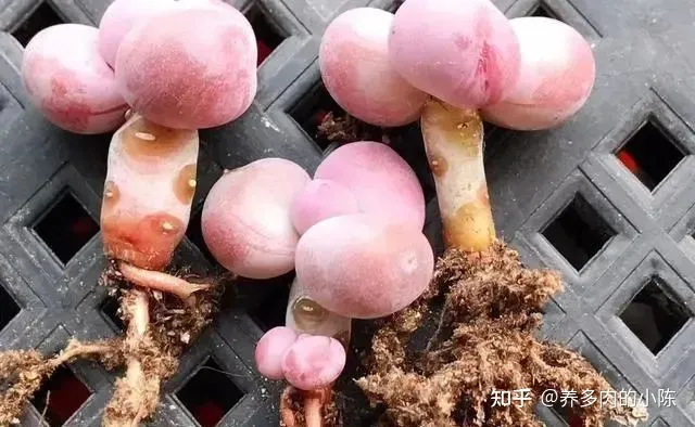 养多肉入门知识，养多肉的18个“步骤”详解，好懂好学，“绿菜”也能完美蜕变