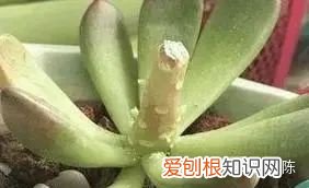 养多肉入门知识，养多肉的18个“步骤”详解，好懂好学，“绿菜”也能完美蜕变