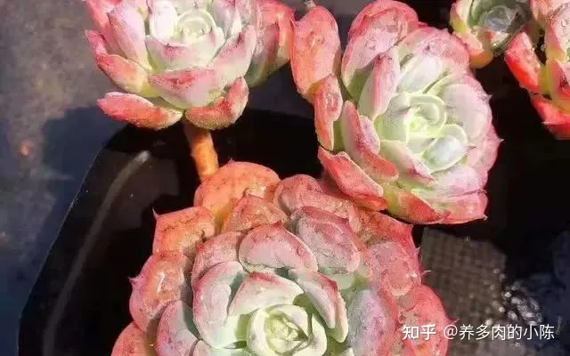 养多肉入门知识，养多肉的18个“步骤”详解，好懂好学，“绿菜”也能完美蜕变