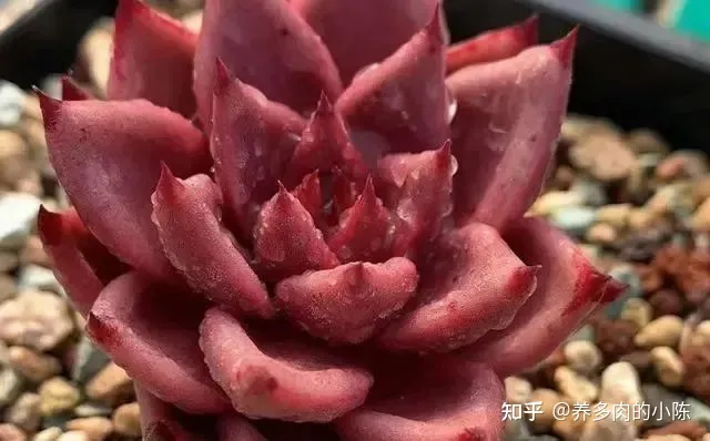 养多肉入门知识，养多肉的18个“步骤”详解，好懂好学，“绿菜”也能完美蜕变