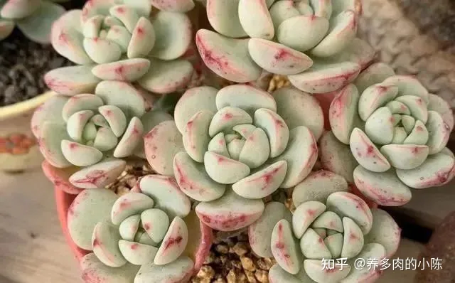 养多肉入门知识，养多肉的18个“步骤”详解，好懂好学，“绿菜”也能完美蜕变