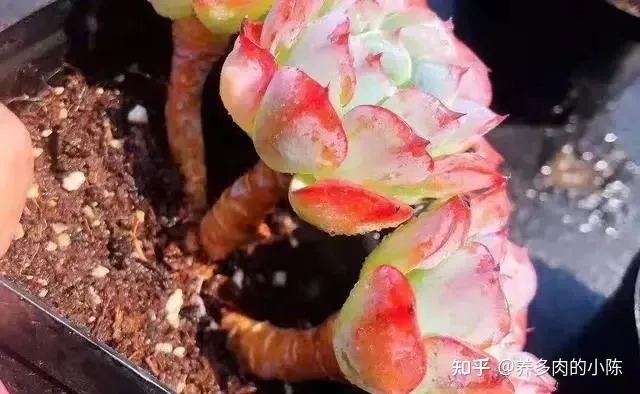 养多肉入门知识，养多肉的18个“步骤”详解，好懂好学，“绿菜”也能完美蜕变