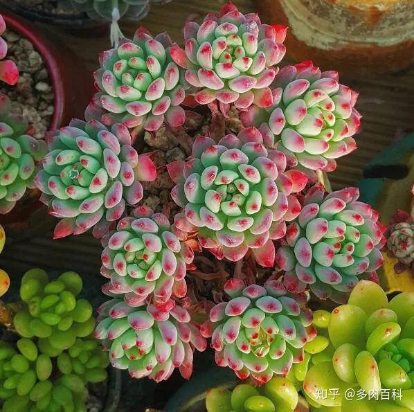 多肉植物怎么能养好，这几个步骤都做好，养好多肉植物不发愁！