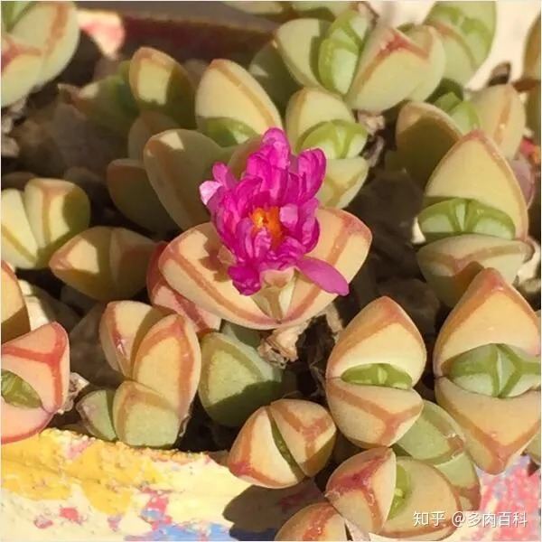 多肉植物怎么能养好，这几个步骤都做好，养好多肉植物不发愁！