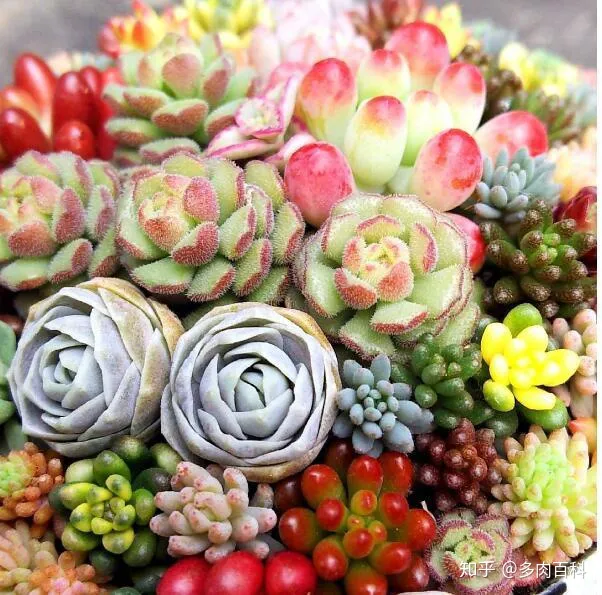 多肉植物怎么能养好，这几个步骤都做好，养好多肉植物不发愁！