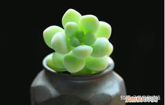 多肉怎样养的又大又肥，多肉怎么养才养得又肥又美？注意这五点就行